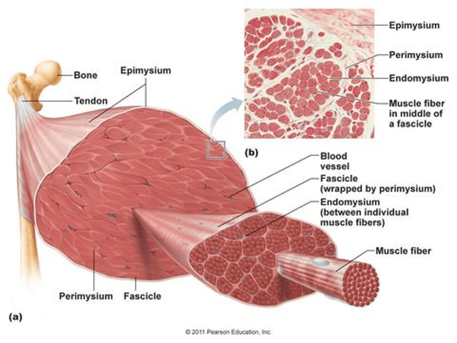 2020_T1_W6/Fascia.png