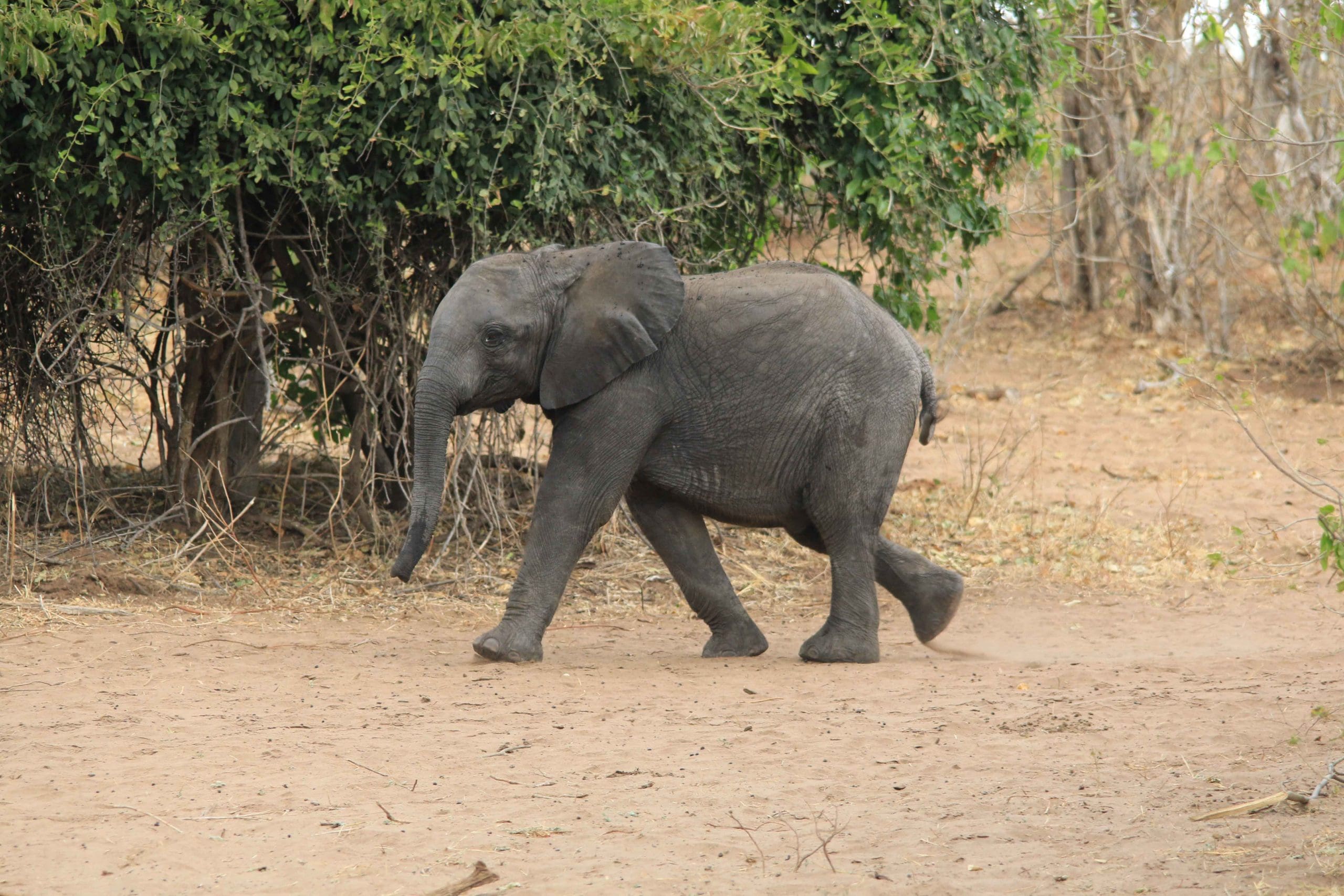 Swanmissions/2018_Zambia_Impact_Trip/IMG_4422.jpg